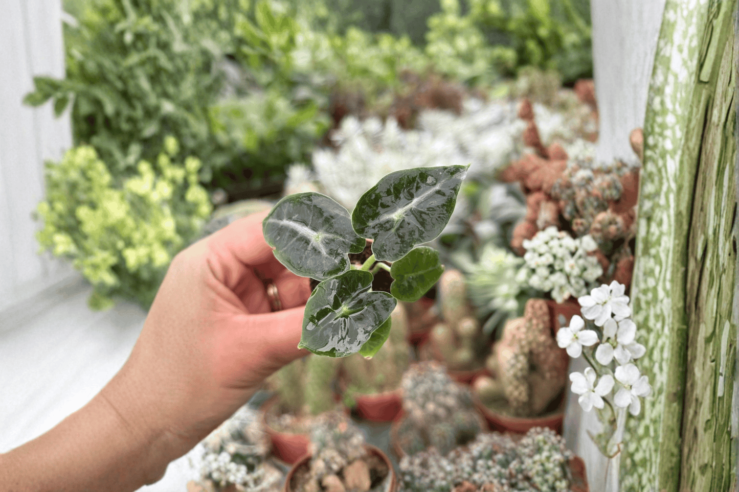 2 Alocasia 'Mandalay' Starter Plants – Live Tropical Aroid Houseplants