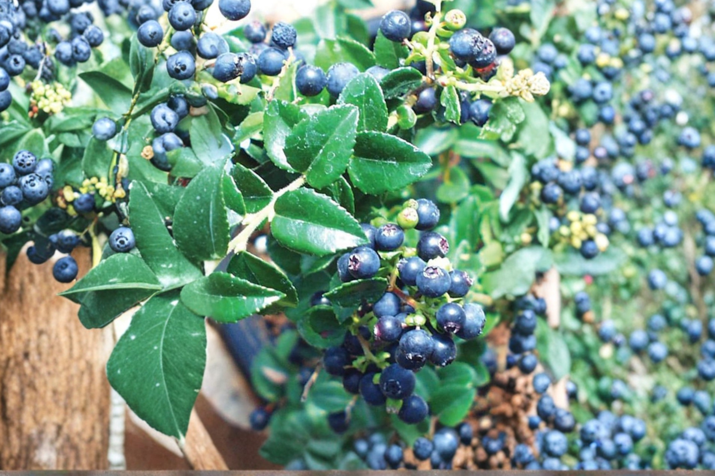 Evergreen Huckleberry Live Plant Vaccinium Ovatum Native Berry Shrub Shade Garden Edible Landscape Plant