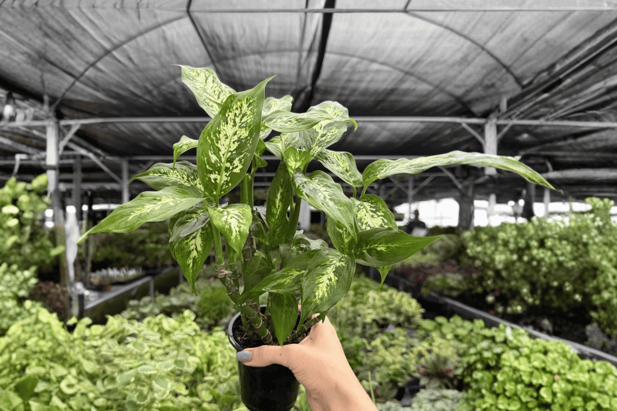 Dieffenbachia Compacta 2 Exact Live Plants – Specific 4” Size Bare Root