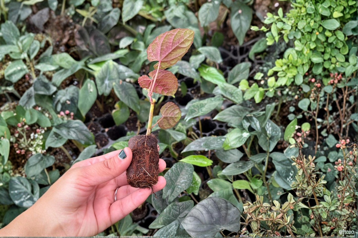 2 Cissus discolor Live Starter Plants – Bare Root (Cissus discolor)