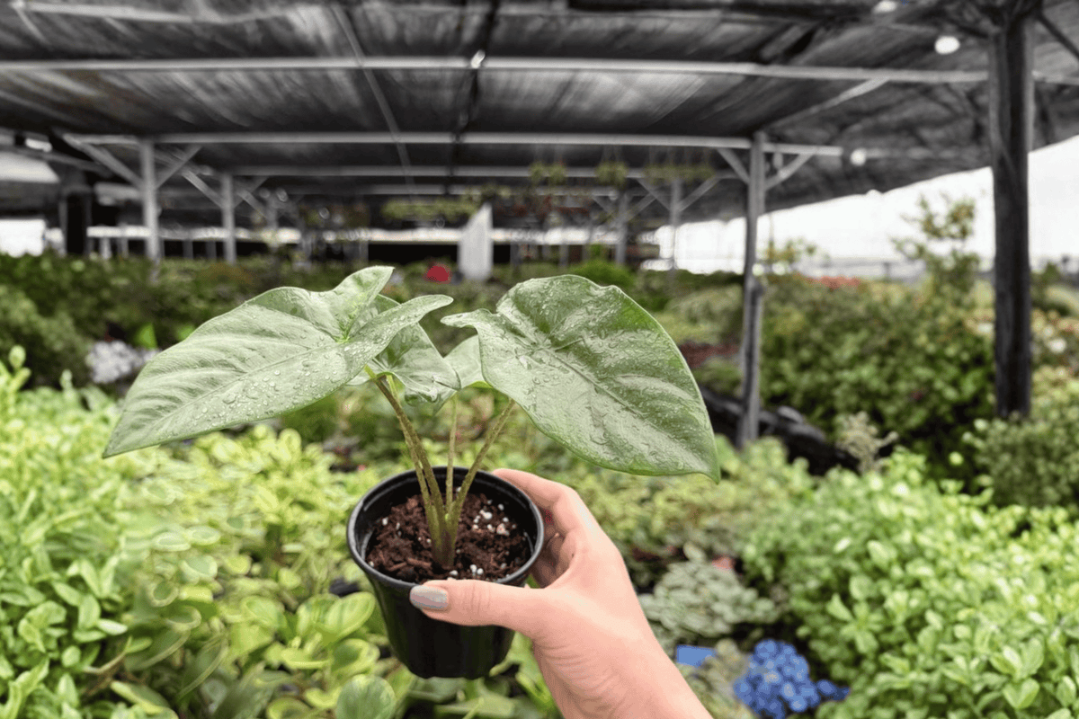 Alocasia Corazon 2 Exact Live Plants – 4-Inch Pots – Alocasia ‘Corazon’