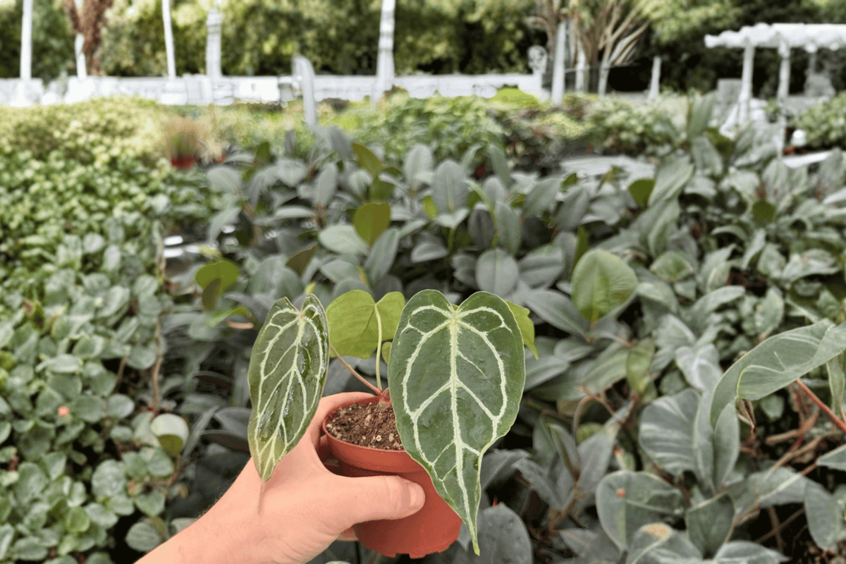 Anthurium Red Stem × Ferrari 2 Exact Live Plants – Anthurium Hybrid 4” Size Bare Root