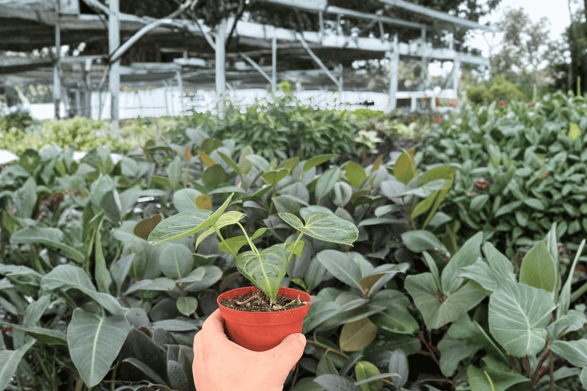 Anthurium Hulk × Velvet Moira – 2 Exact Live Hybrid Plants, 4-Inch Size – Anthurium Hybrid