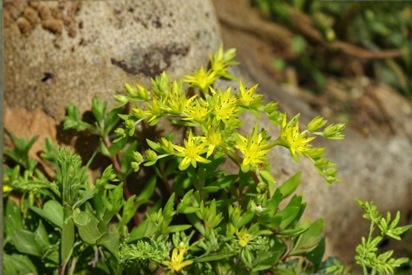 50 Sedum Sarmentosum Live Plant Cuttings – Fast Growing Creeping Perennial Groundcover