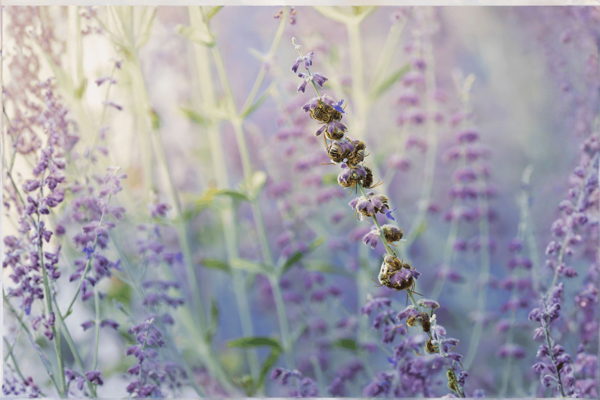 Blue Jean Baby Russian Sage – 1 Live Perennial Plant, 1-Gallon Size – Salvia yangii ‘Blue Jean Baby’