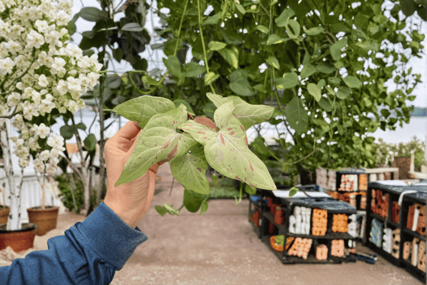 Syngonium Pink Salmon 2 Live Starter Plants – 2-Inch Pots – Syngonium podophyllum
