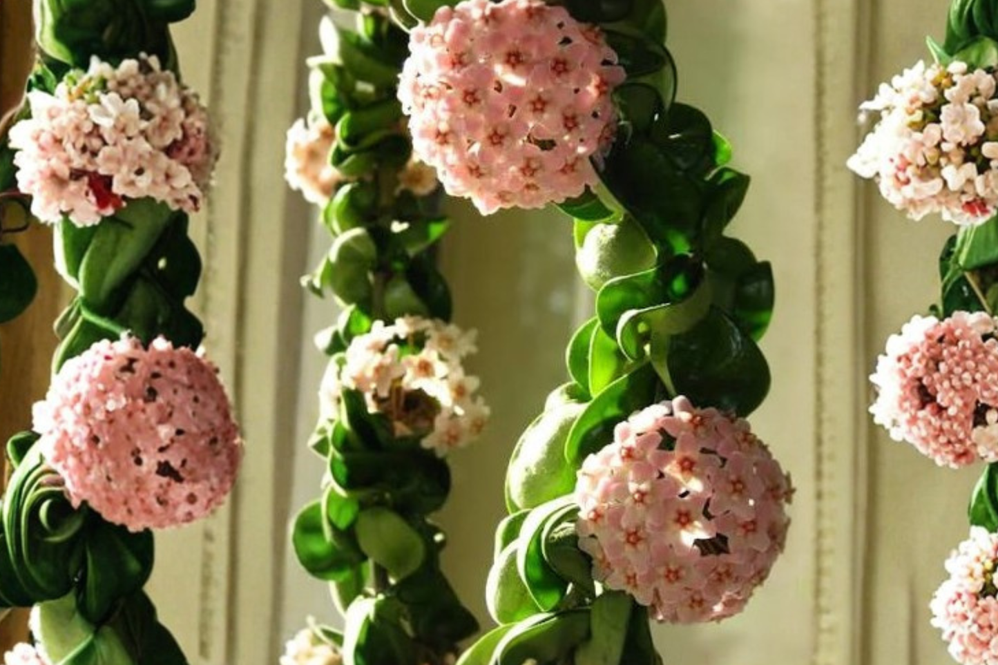 Hoya Hindu Rope Live Plant – 6-Inch Hanging Basket – Hoya carnosa 'Compacta'