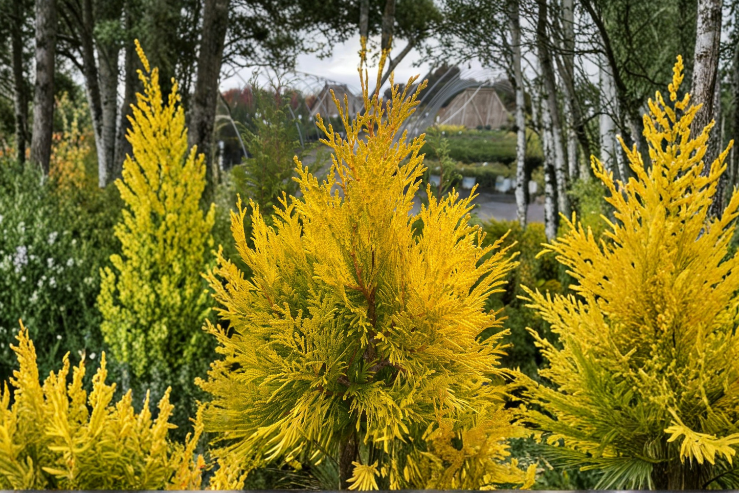 Forever Goldy Arborvitae Live Plant 4 Inch Pot Golden Evergreen Thuja Privacy Hedge Shrub Garden Landscape