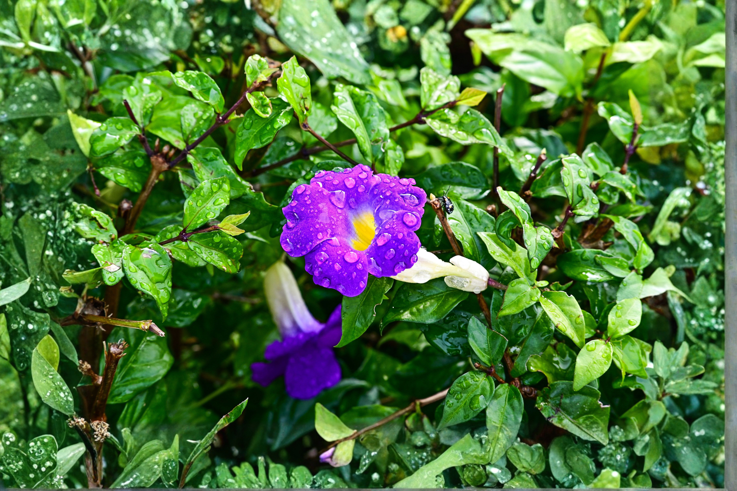 King's Mantle Purple 7 Unrooted Cuttings – 6-Inch – Thunbergia erecta