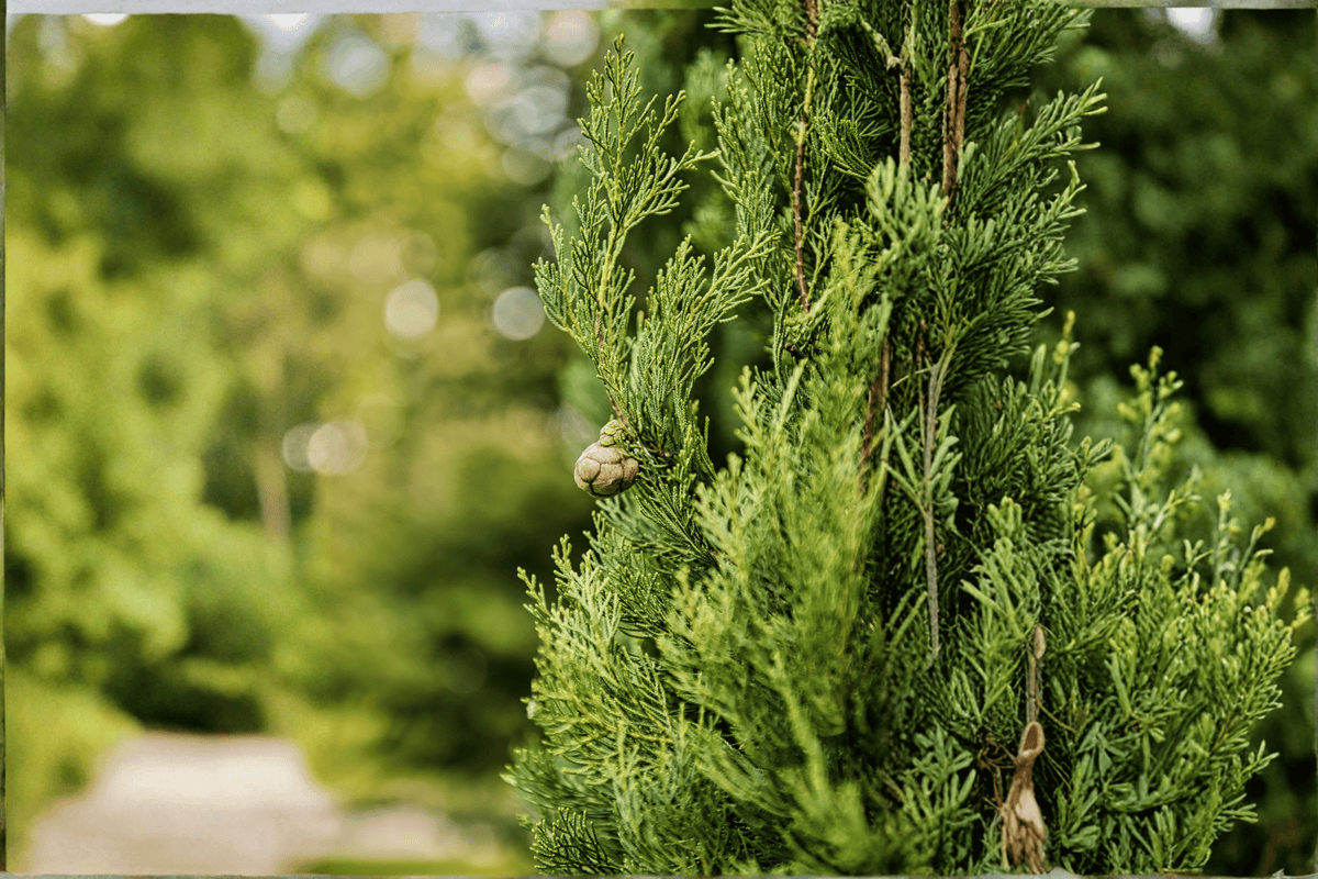 Golden Globe Arborvitae 1 Live Shrub – Thuja occidentalis ‘Globosa Aurea’ – 3 Gallon Pot