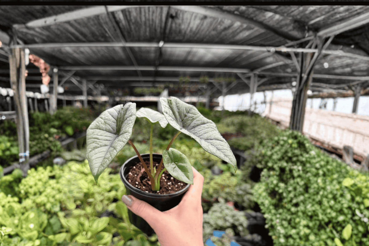 Alocasia Platinum ‘Bisma’ 2 Exact Live Plants – Specific 4” Size Bare Root