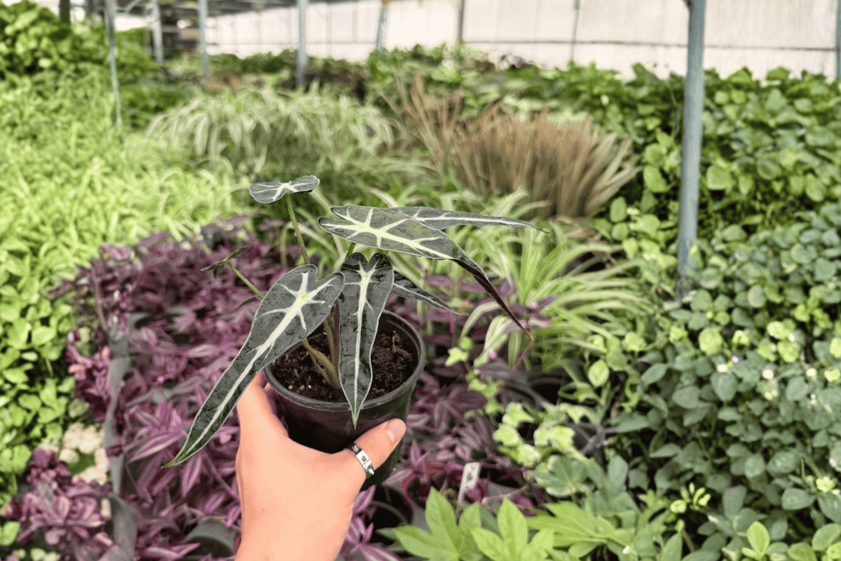 Alocasia Bambino 2 Exact Live Plants – 4-Inch Pots – Alocasia 'Bambino'