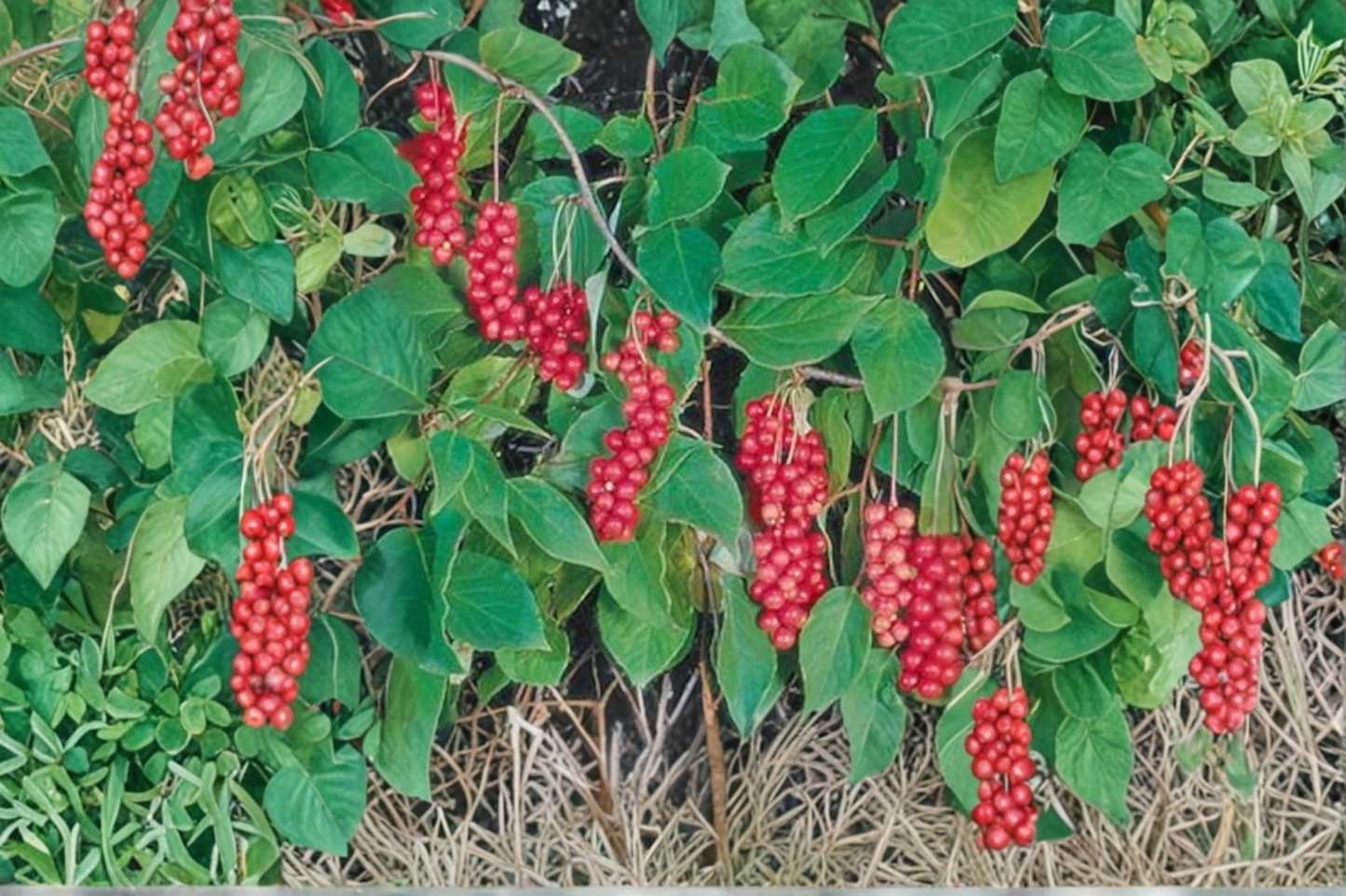 Eastern Prince Schisandra Vine Live Plant Schisandra Chinensis Climbing Vine Garden Trellis Plant Edible Landscape