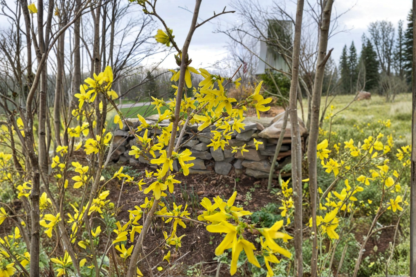 Heirloom Forsythia Live Plant 1 Gallon Pot – Forsythia suspensa Early Yellow Spring Flowering Shrub Garden Landscape