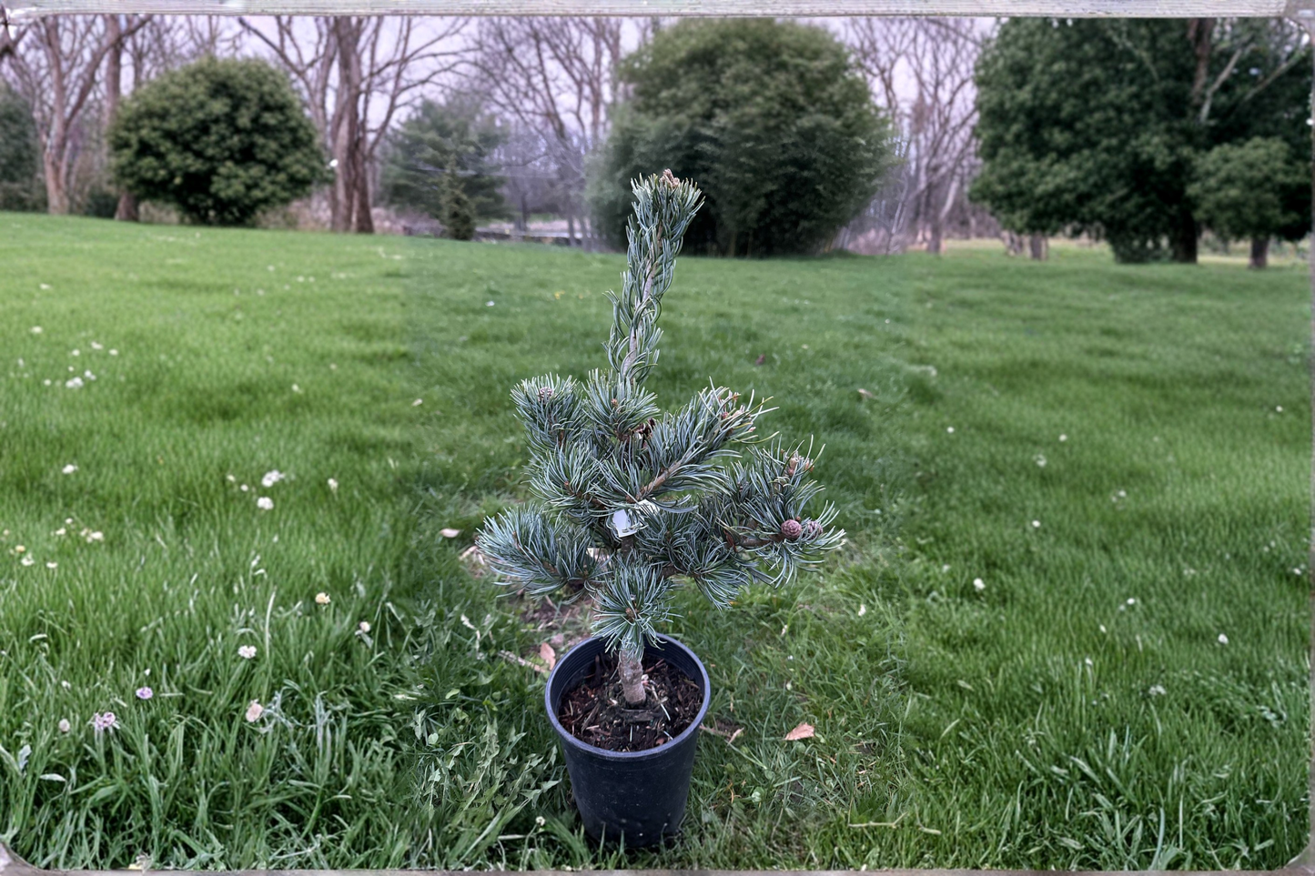 Japanese White Pine ‘Koru’ Live Plant 1 Gallon Pot 12 Inch Tall – Pinus parviflora Compact Evergreen Conifer Tree