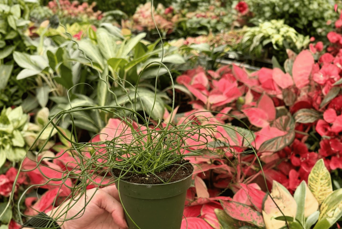 Juncus Unicorn 2 Live Plants – 4-Inch Pots – Juncus ‘Unicorn’
