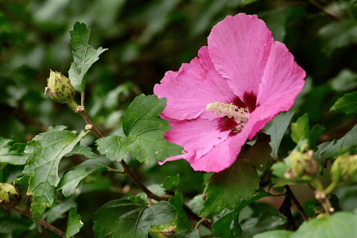 Paraplu Rouge Rose of Sharon 1 Live Shrub, 3 Gallon – Hibiscus syriacus ‘Paraplu Rouge’
