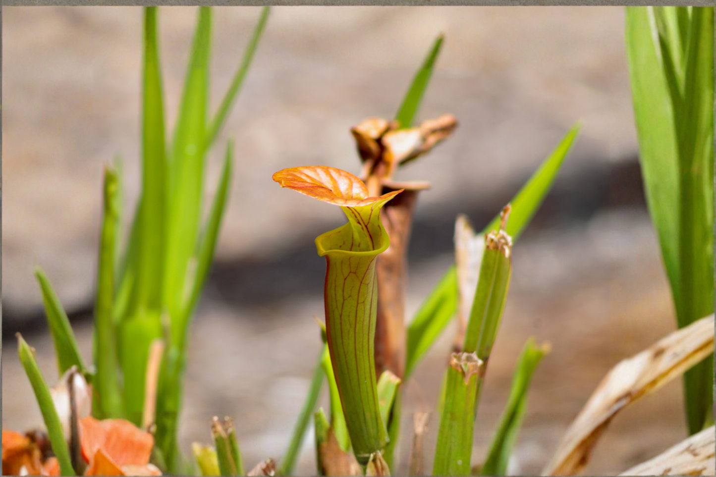 Live Carnivorous Pitcher Plant – Beginner-Friendly Sarracenia Starter Plant