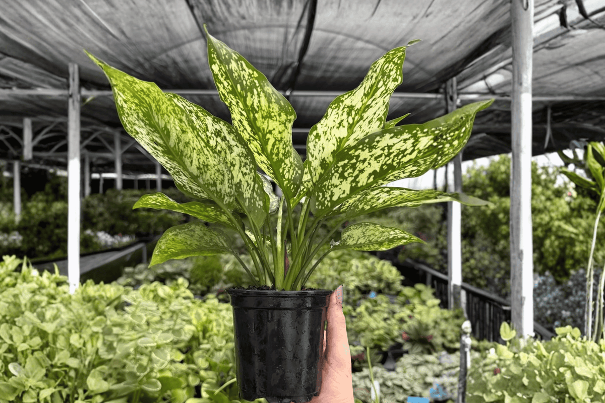 Aglaonema Wintery Winehouse 2 Exact Live Plants – Specific 4” Size Bare Root
