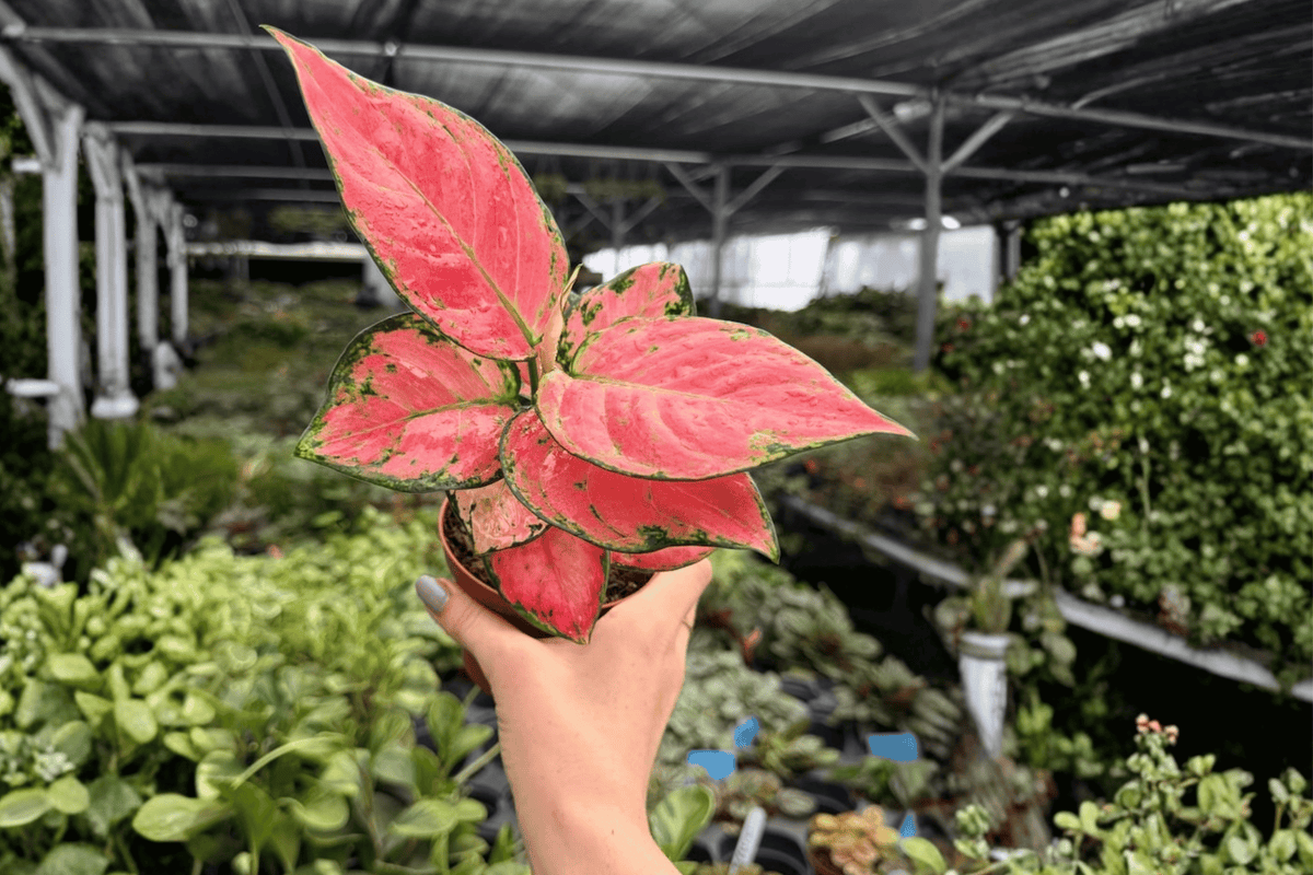 Aglaonema Super Pink 2 Exact Live Plants – 4-Inch Pots – Aglaonema ‘Super Pink’