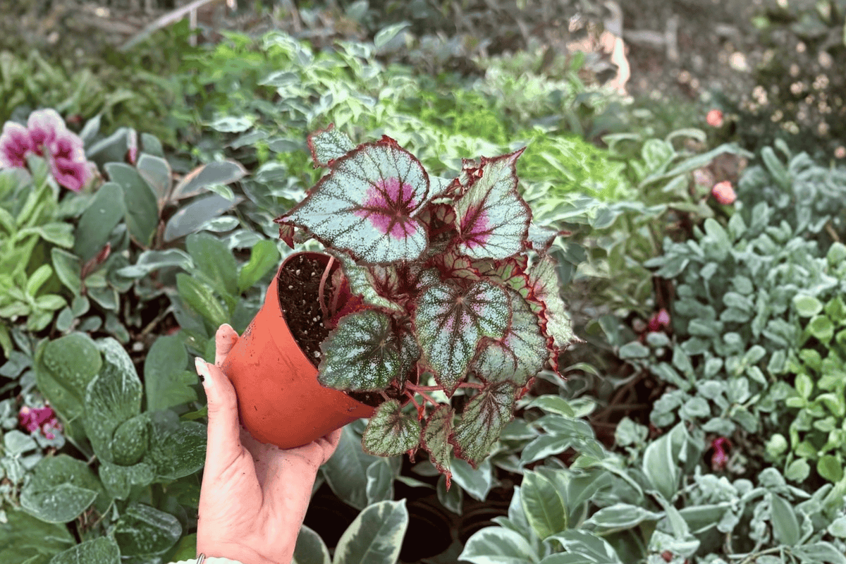 Harmony’s Crimson Oak Begonia 2 Specific Live Plants – 4-Inch Pots – Begonia ‘Harmony’s Crimson Oak’