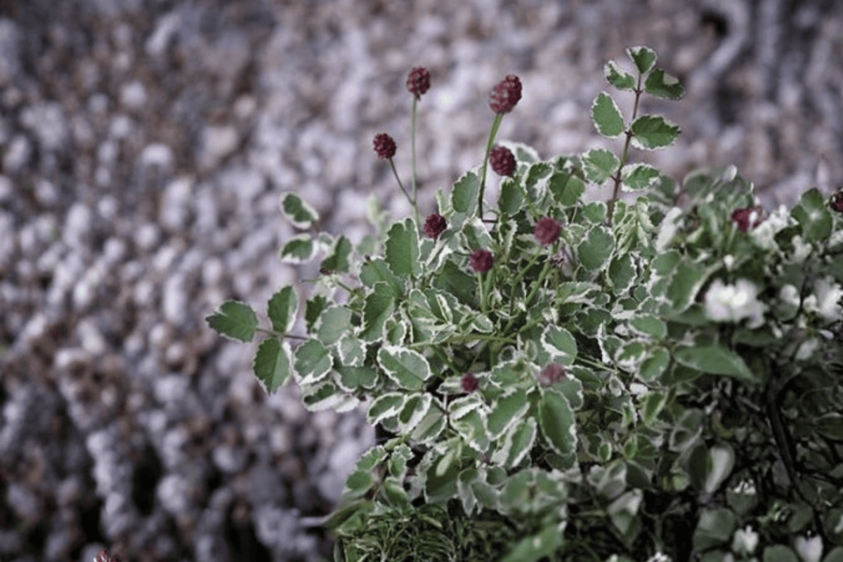 Little Angel Burnet 1 Live Variegated Perennial, 1 Gallon Pot – Sanguisorba ‘Little Angel’