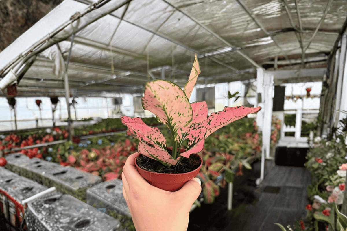 2 Aglaonema Light Pink Triphet Live Plants – 4” Pot – Aglaonema ‘Light Pink Triphet’