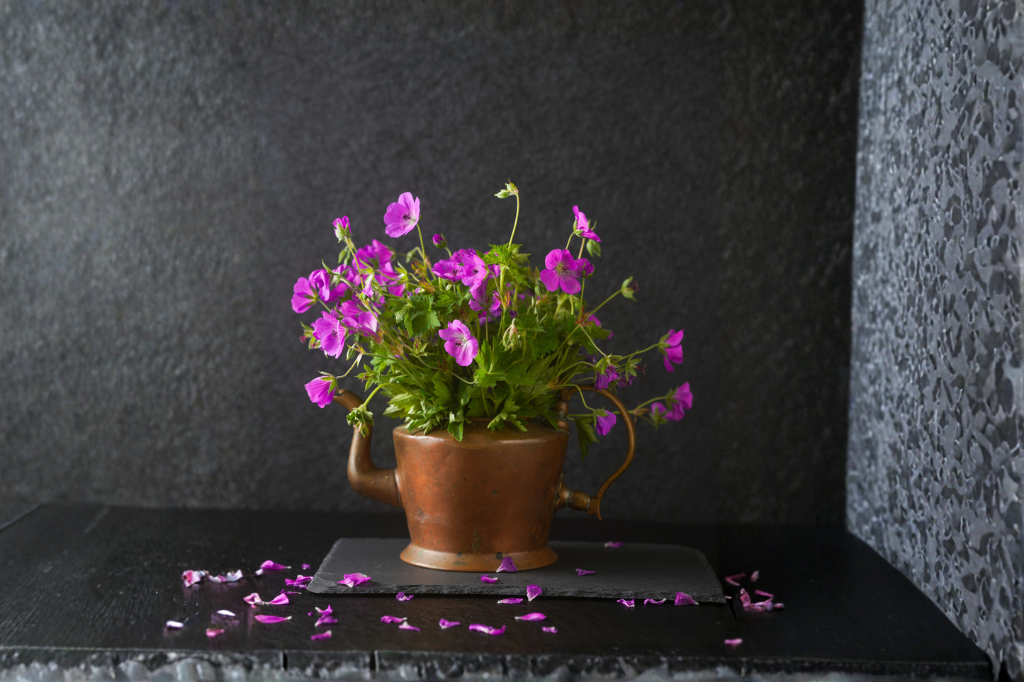 Royal Regal Geranium Live Plant – Purple Pink Pelargonium × domesticum