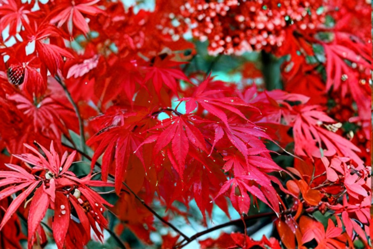 Bloodgood Japanese Red Maple Seeds Ornamental Bonsai Tree Indoor Outdoor Growing 10 Seeds