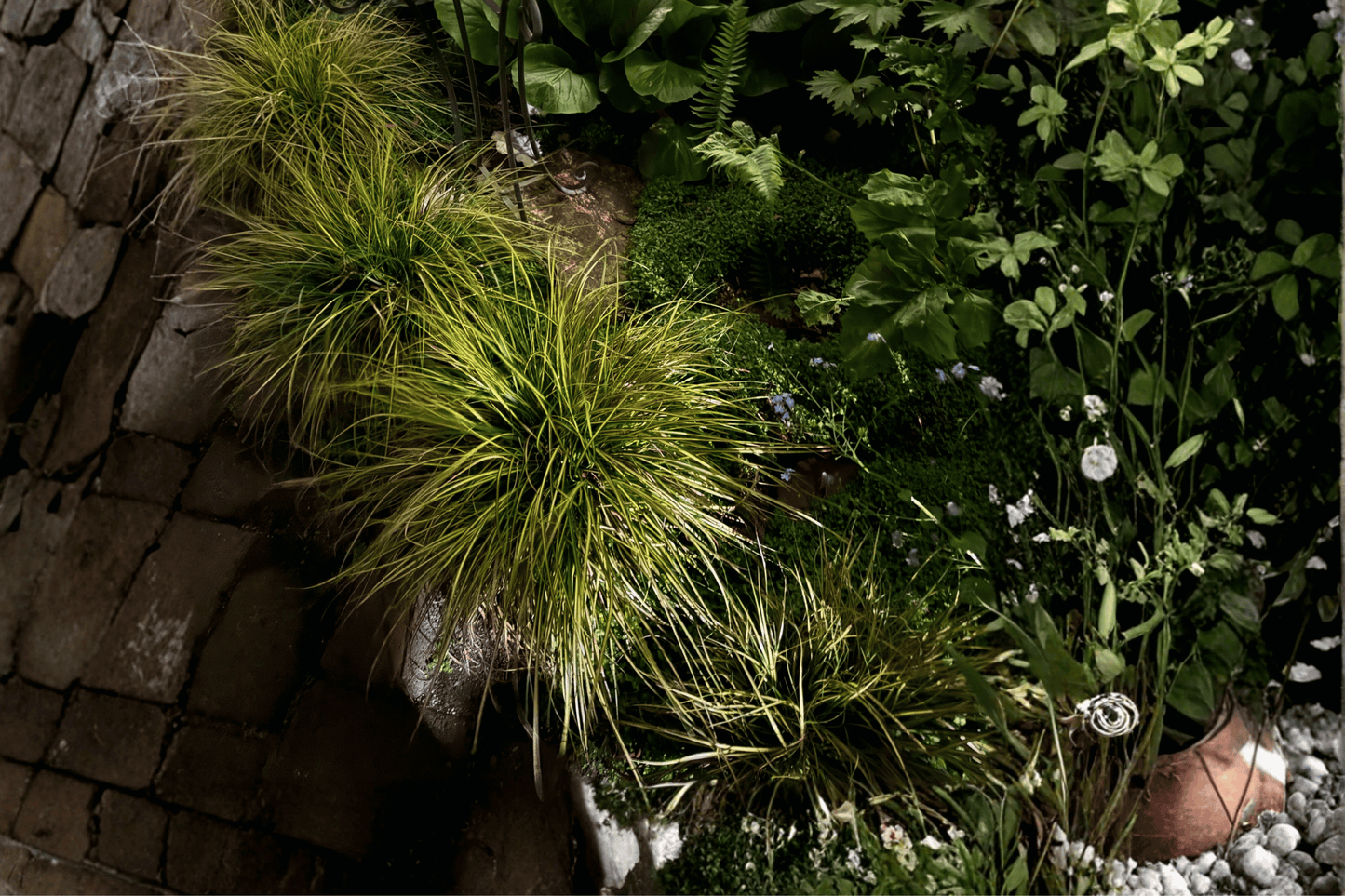 Everillo Golden Japanese Sedge 1 Live Plant – 4-Inch Pot – Carex oshimensis ‘Everillo’