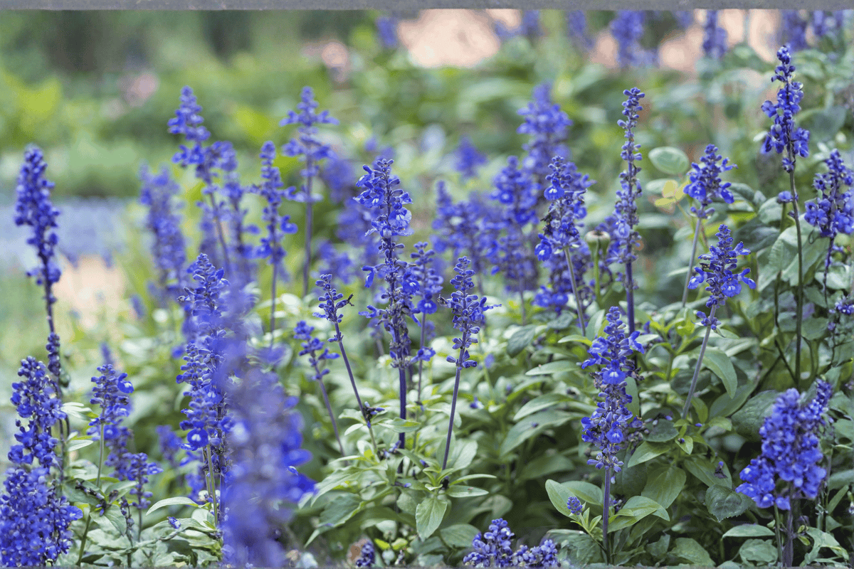 Blue Marvel Salvia – 1 Live Flowering Perennial, 1-Gallon Size – Salvia nemorosa ‘Blue Marvel’