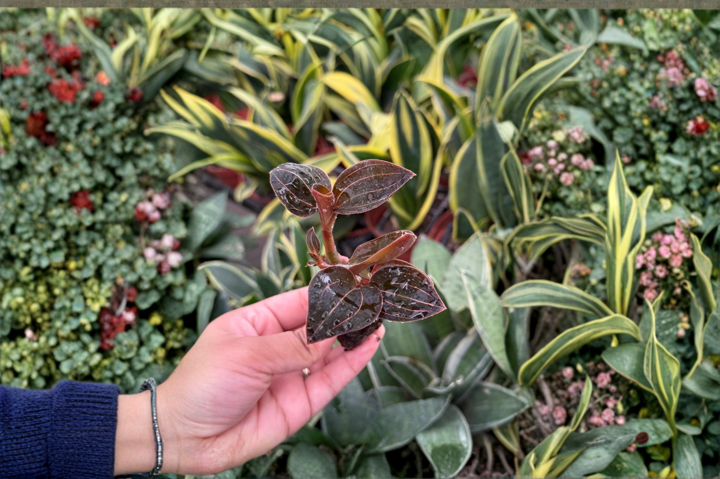 2 Ludochilus 'Sea Turtle' Jewel Orchid Live Starter Plant – Bare Root (2" Pot Size)