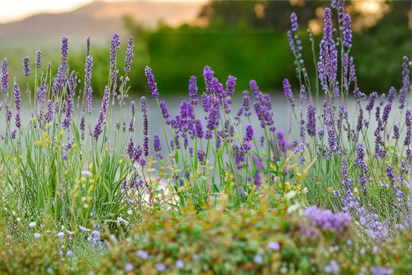 Phenomenal Lavender Live Plants 3 Rooted Starters 1 Qt Pots Lavandula Perennial Purple Flower Garden Plant
