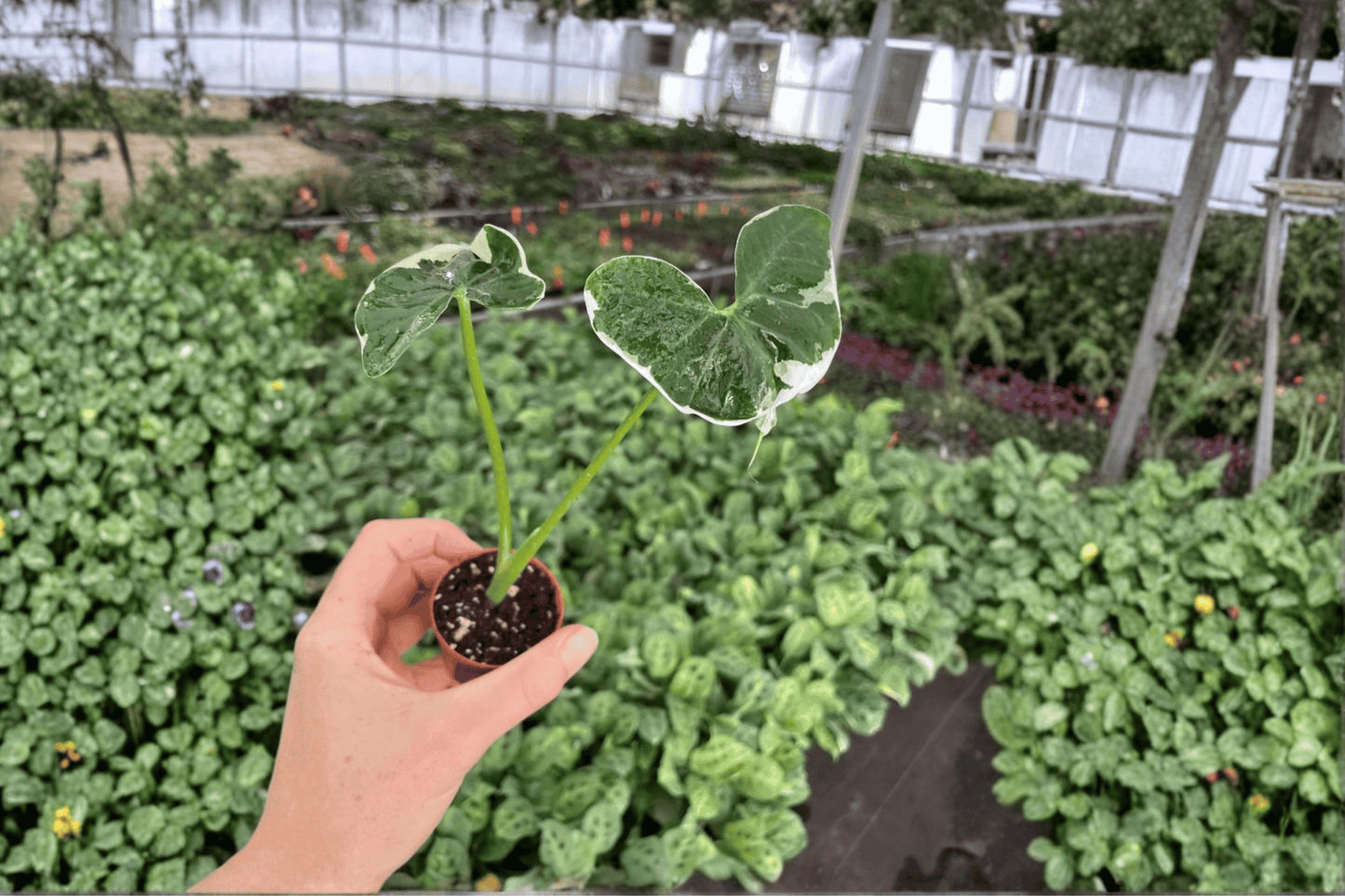 2 Alocasia 'Mickey Mouse' Variegated Starter Plants in 2-Inch Pots – Xanthosoma 'Mickey Mouse'