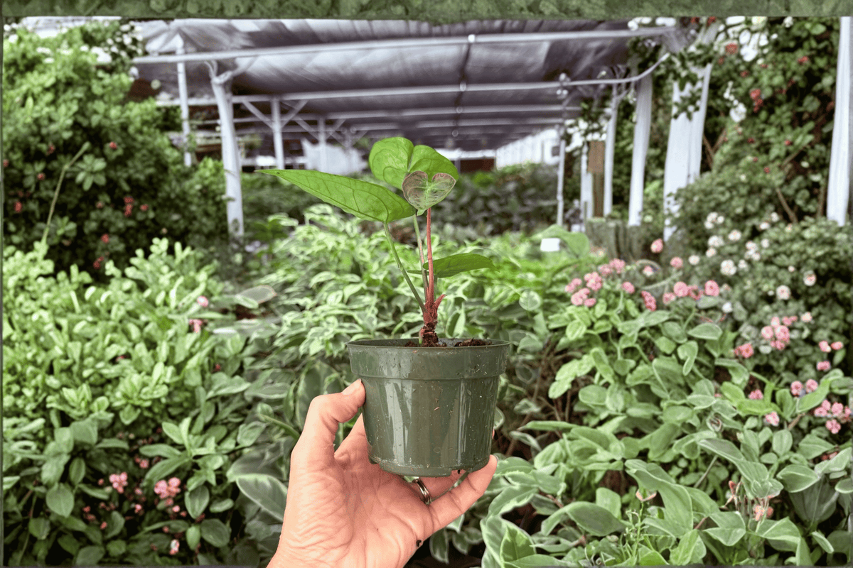 Anthurium Hulk x Velvet Moira 2 Exact Live Plants – 4-Inch Pots