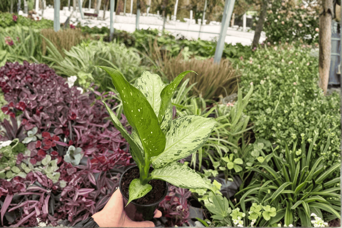 Dieffenbachia Tiki 2 Exact Live Plants – Dieffenbachia ‘Tiki’ 4” Size Bare Root
