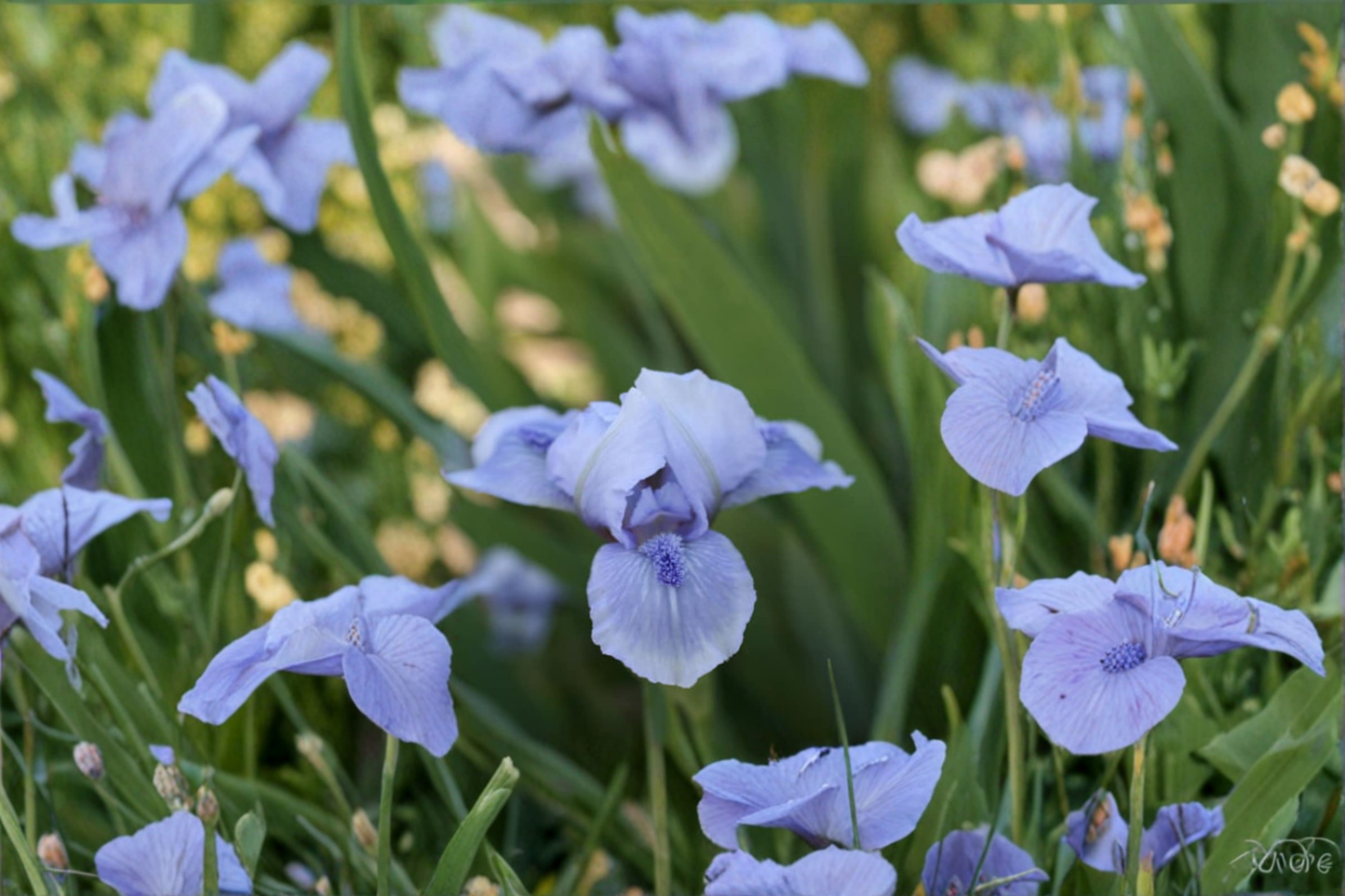 Bearded Iris ‘Bedford Lilac’ Rhizome 3 Pack – #1 Grade Lilac Purple Iris Bulbs for Spring Garden Planting