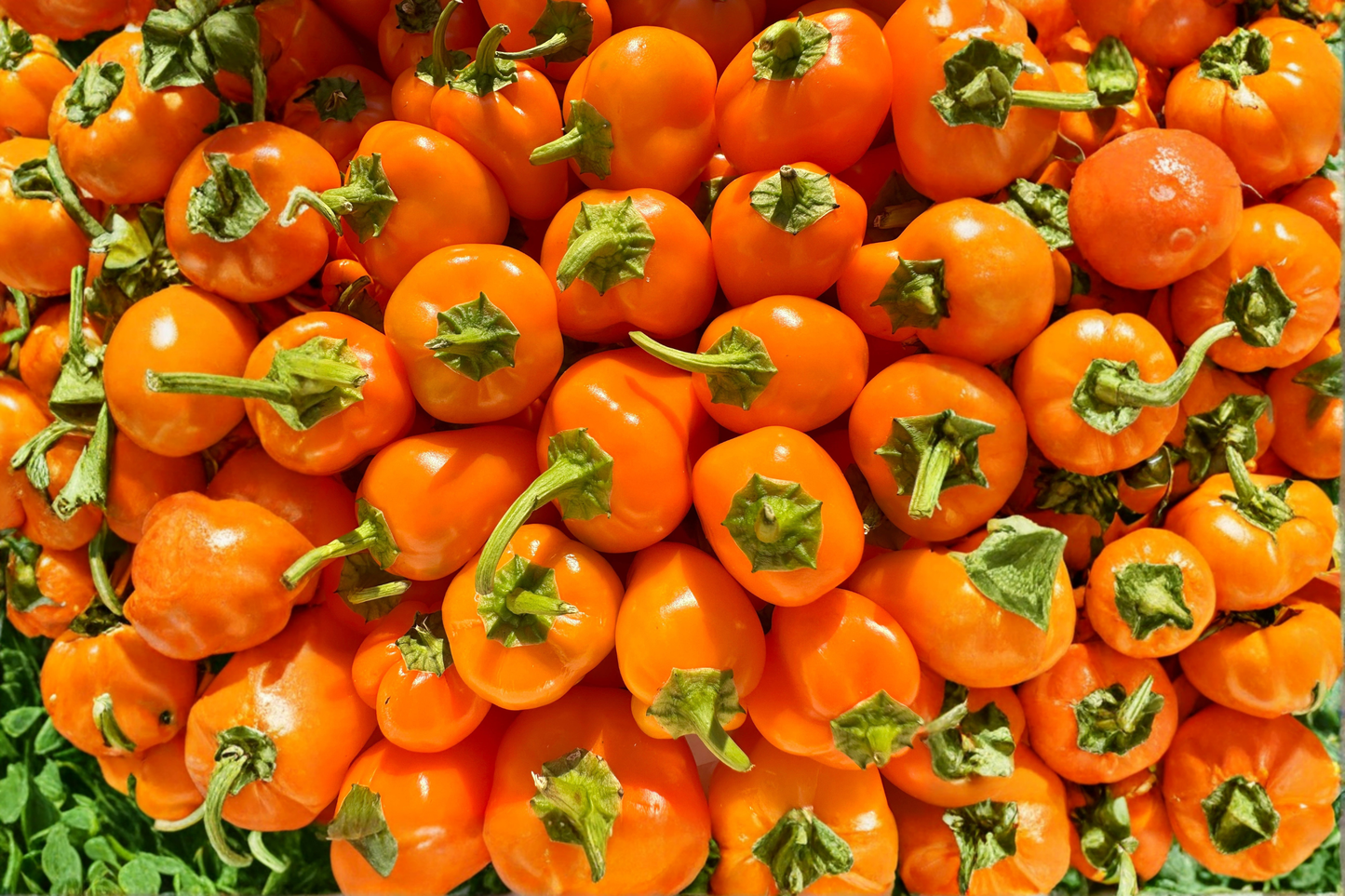 3 Aji Chinchi Amarillo Peruvian Hot Pepper Live Plants – 75+ Day Old Capsicum Plants