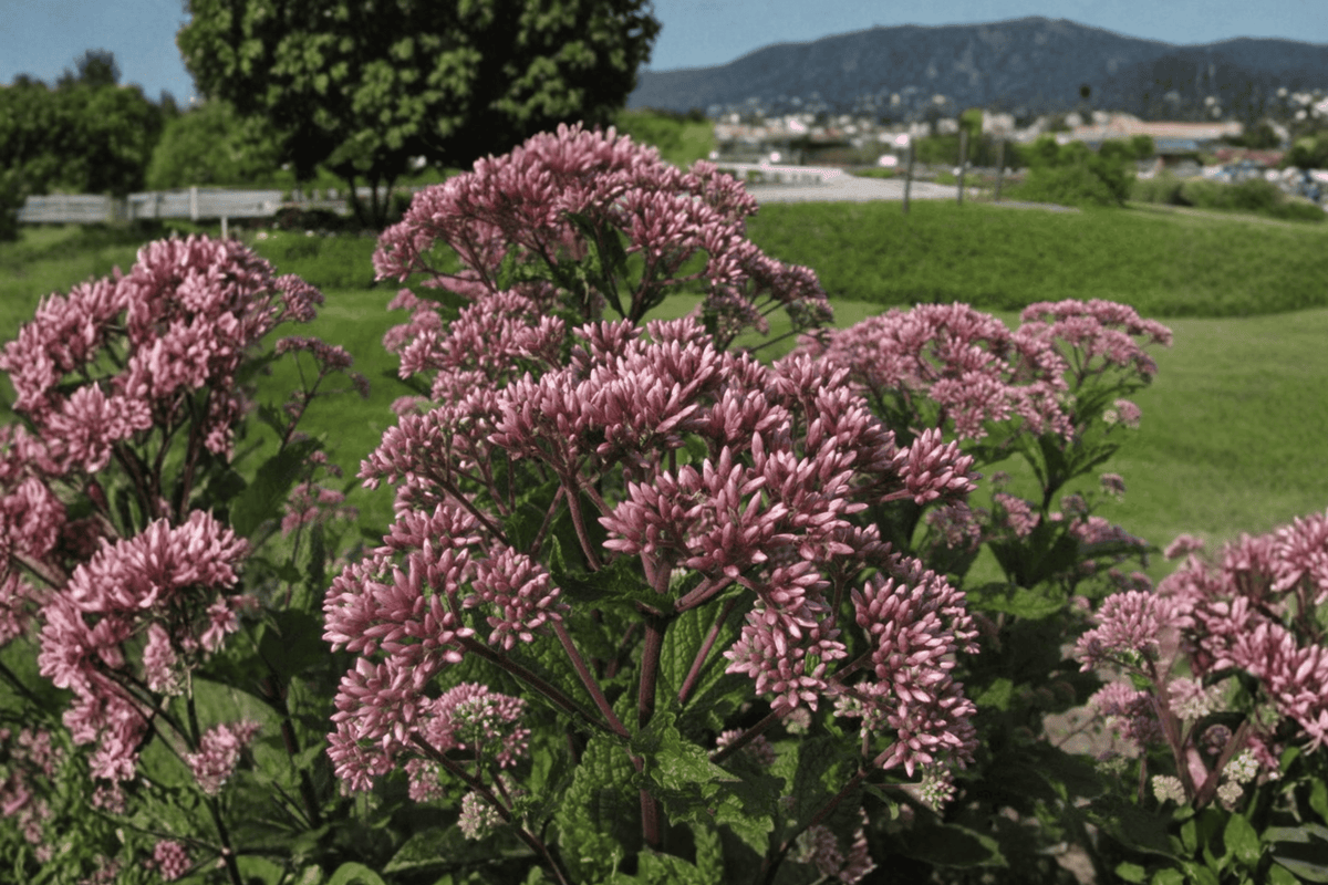 Little Joe Compact Joe-Pye Weed 1 Live Perennial, 2 Gallon Pot – Eutrochium dubium ‘Little Joe’