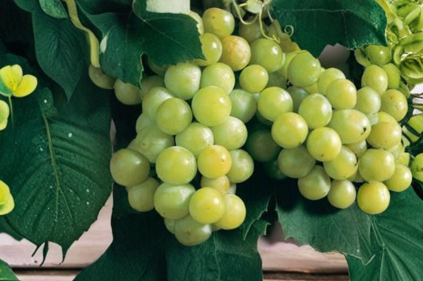 Caminante Blanc Wine Grape Vine 4-6 Ft Live Plant – White Wine Grape for Garden Backyard Vineyard Trellis No Ship CA