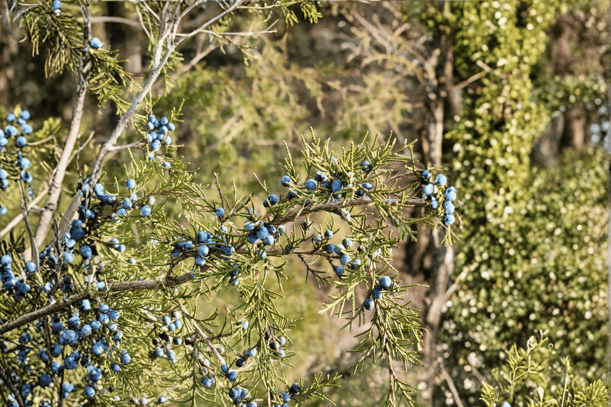 Blue Star Juniper – 1 Live Evergreen Shrub, 1-Gallon Size – Juniperus squamata ‘Blue Star’