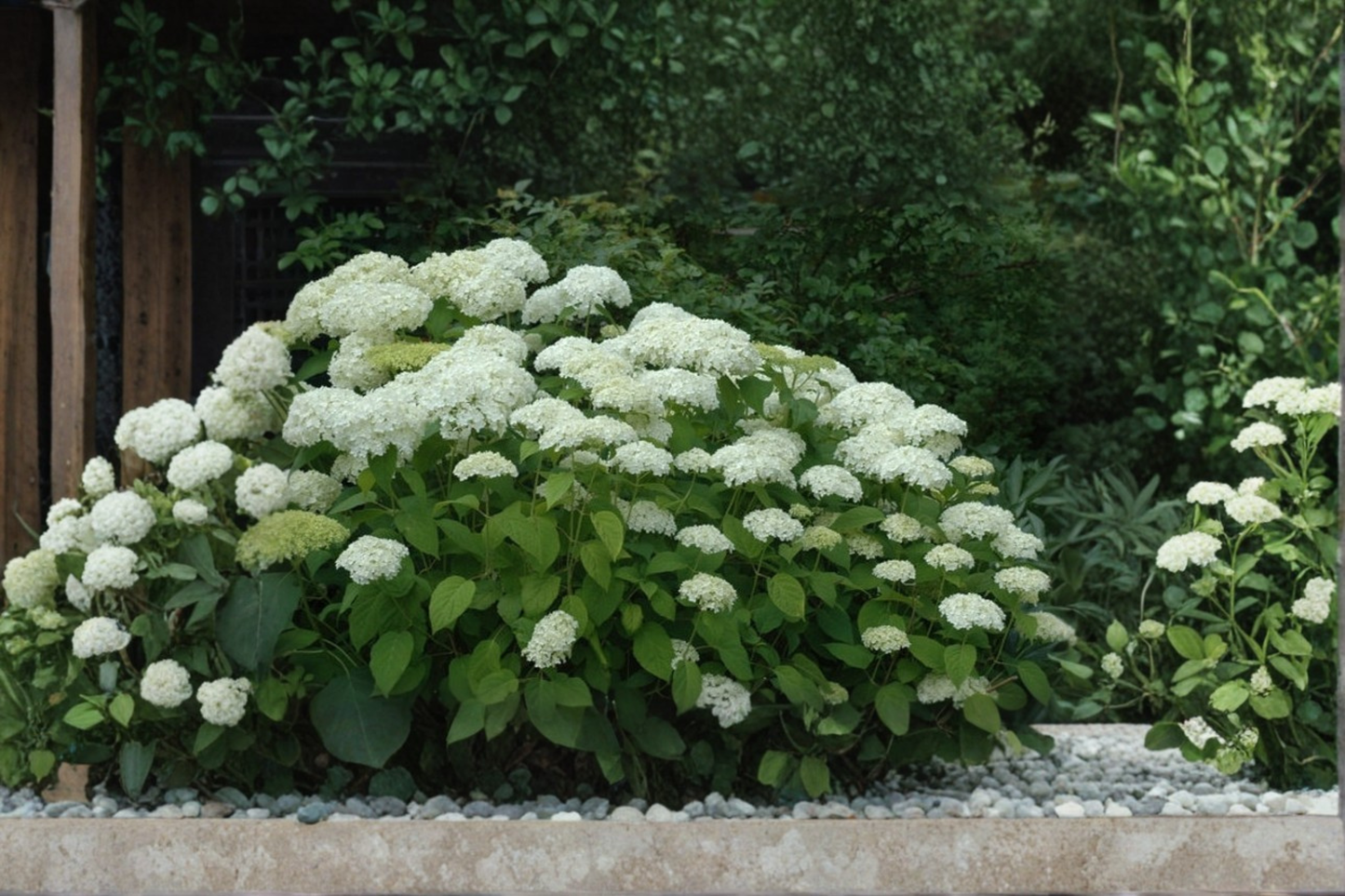 Annabelle Hydrangea 4” Live Plant – Hydrangea arborescens White Flowering Shrub for Shade Garden Landscape