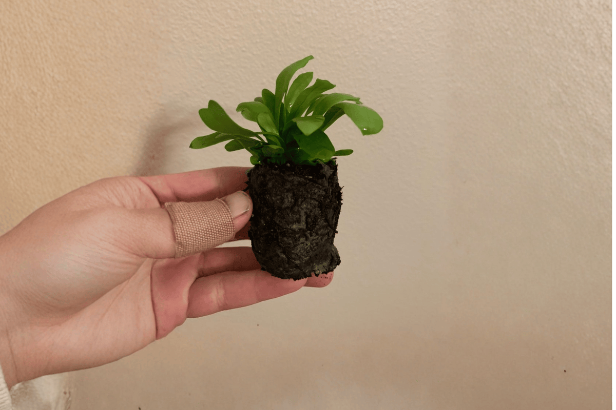 2 Green Flame Fern Starter Plants – 2” Pot Size