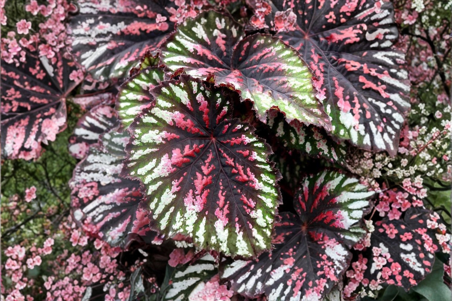 Begonia T Rex Painters Palette Live Plants 2 Rooted Starters 1 Qt Pots Colorful Foliage Shade Garden Plant