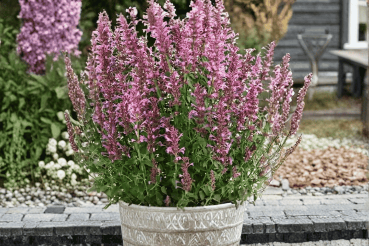 Sunny Sparks Pink Improved Hummingbird Mint 1 Live Plant – 4-Inch Pot – Agastache Hybrid