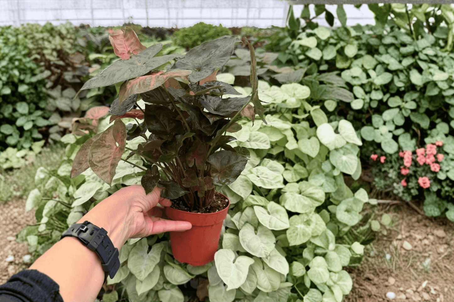 2 Syngonium 'Merry Maria' Exact Live Plants – Specific Plants in 4-Inch Pots