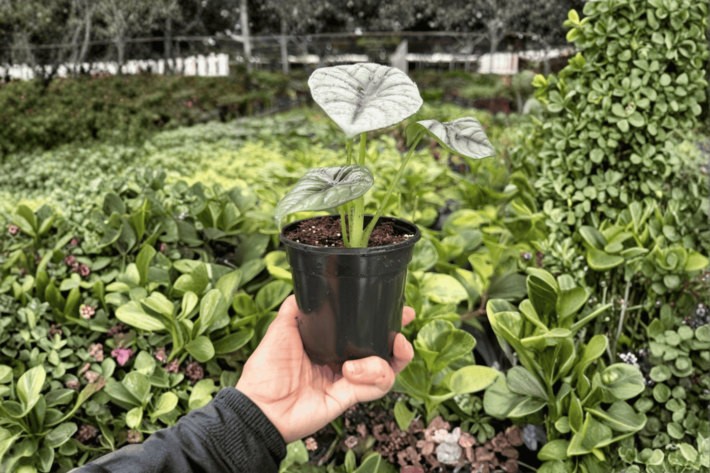 2 Exact Alocasia 'White Dragon' (Silver Dragon × Nebula) Live Plants in 4-Inch Pots
