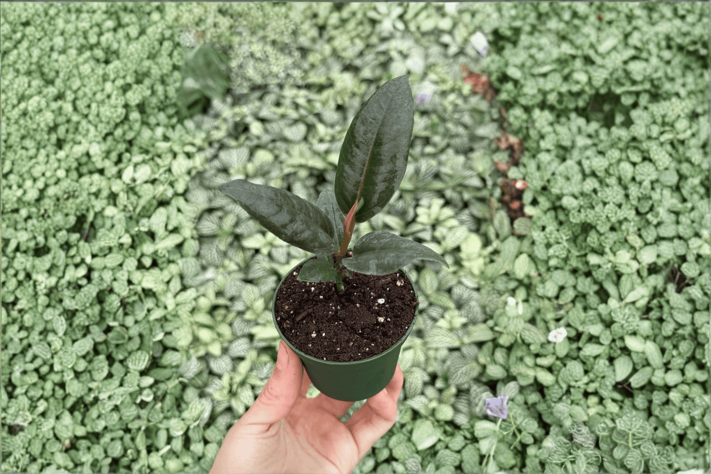 Ficus Black Prince 2 Live Starter Plants – 2-Inch Pot Format – Ficus elastica ‘Black Prince’