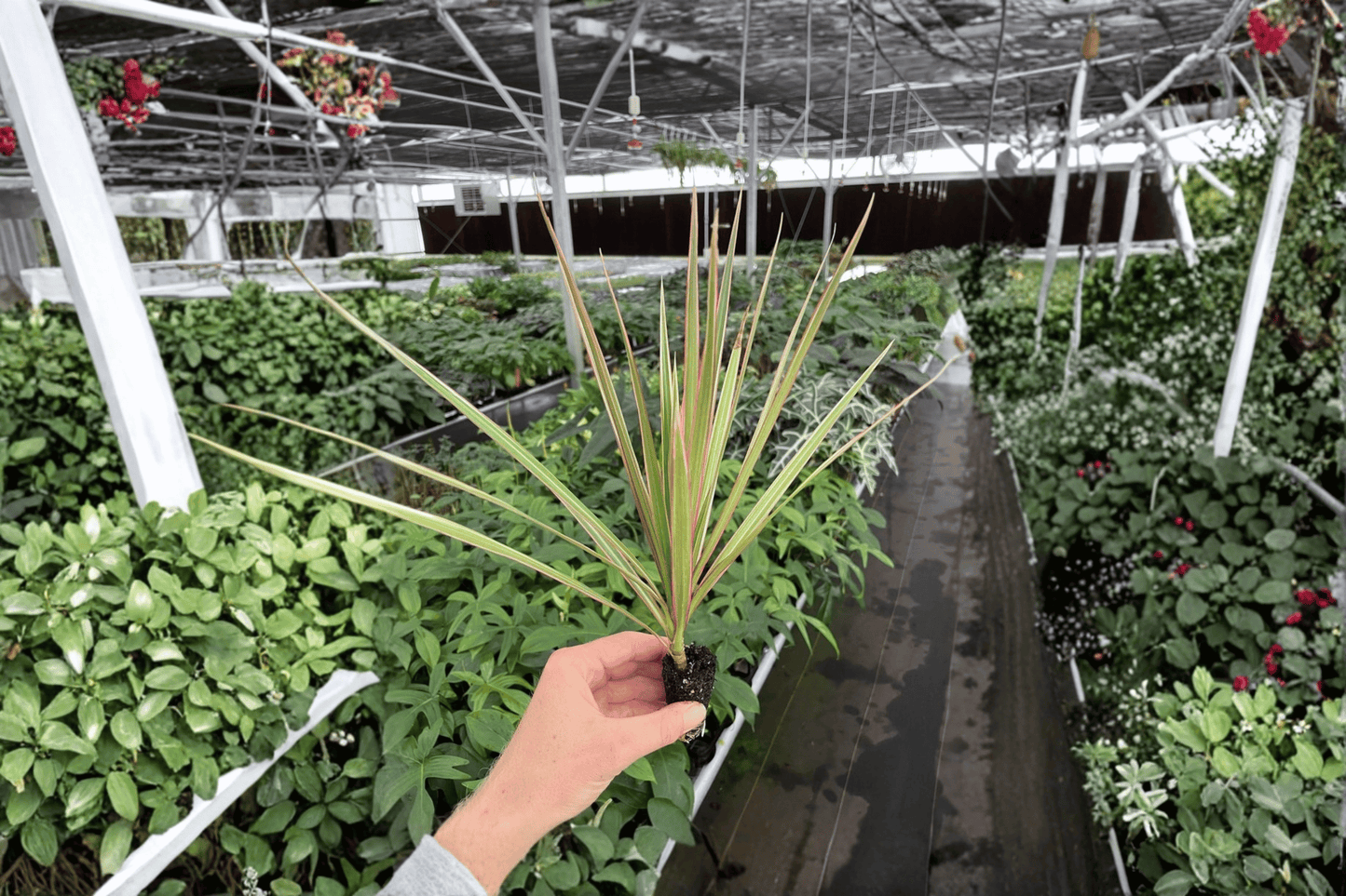 2 Dracaena Marginata 'Bicolor' Starter Plants – Bare Root – Dracaena marginata 'Bicolor'