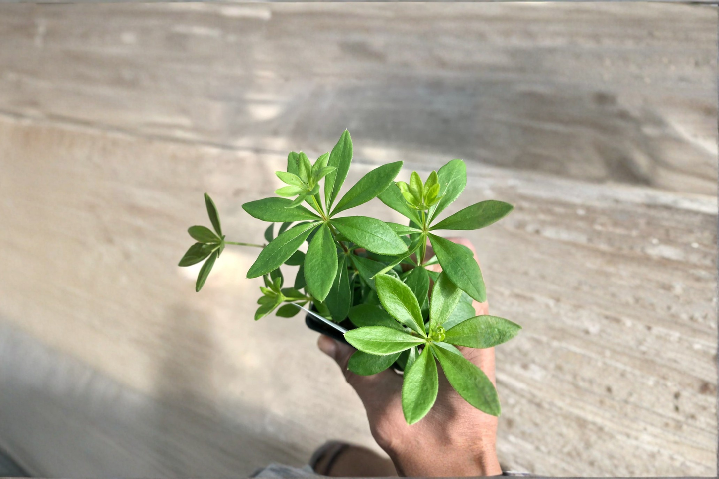 Sweet Woodruff Live Plant Galium Odoratum Organic Rooted Starter Shade Garden Ground Cover Plant Free Shipping